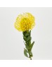 LSP Soleil (Imported) - Yellow (5 Stems) LSP Soleil (Imported) - Yellow (5 Stems)
