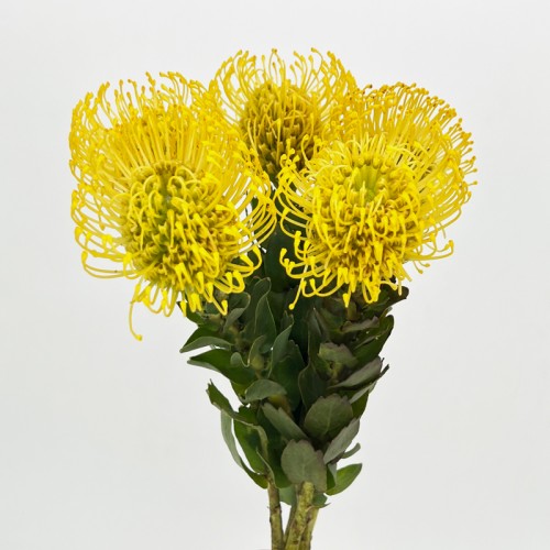 LSP Soleil (Imported) - Yellow (5 Stems) LSP Soleil (Imported) - Yellow (5 Stems)