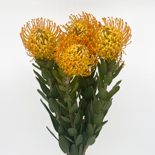 LSP Jelena (Imported) - Orange (5 Stems)