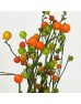 Lucky Fruit (Imported) - (Per Bundle)