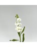 Matthiola (Imported) - White (10 Stems) Matthiola (Imported) - White (10 Stems)