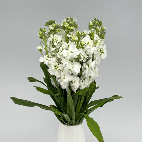 Matthiola (Imported) - White (10 Stems) Matthiola (Imported) - White (10 Stems)