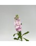 Matthiola (Imported) - Light Pink (10 Stems)