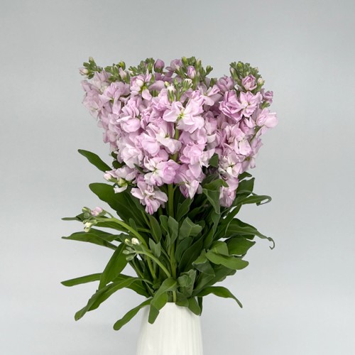 Matthiola (Imported) - Light Pink (10 Stems)