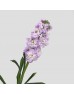 Matthiola (Imported) - Light Purple (10 Stems)