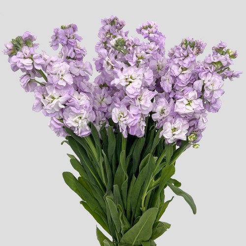 Matthiola (Imported) - Light Purple (10 Stems)