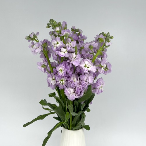 Matthiola (Imported) - Light Purple (10 Stems) Matthiola (Imported) - Light Purple (10 Stems)