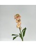 Matthiola (Imported) - Champagne (10 Stems) Matthiola (Imported) - Champagne (10 Stems)
