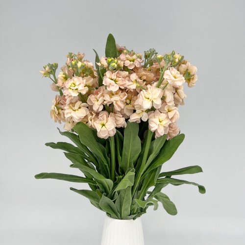 Matthiola (Imported) - Champagne (10 Stems) Matthiola (Imported) - Champagne (10 Stems)