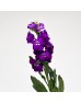 Matthiola (Imported) - Purple (10 Stems) Matthiola (Imported) - Purple (10 Stems)
