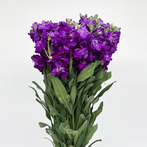 Matthiola (Imported) - Purple (10 Stems) Matthiola (Imported) - Purple (10 Stems)