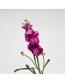 Matthiola (Imported) - Cherry (10 Stems)