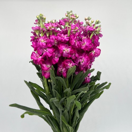 Matthiola (Imported) - Cherry (10 Stems)