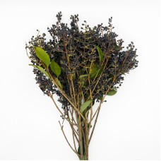 Mi Zhen Fruit (Imported) - Black (Per Bundle)