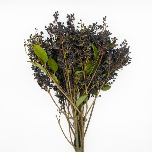 Mi Zhen Fruit (Imported) - Black (Per Bundle)