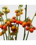 Mini Watermelon (Imported) - (Per Bundle)