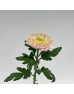 Chrysanthemum Net (Local) - 2 Tone Light Purple Green (12 Stems)