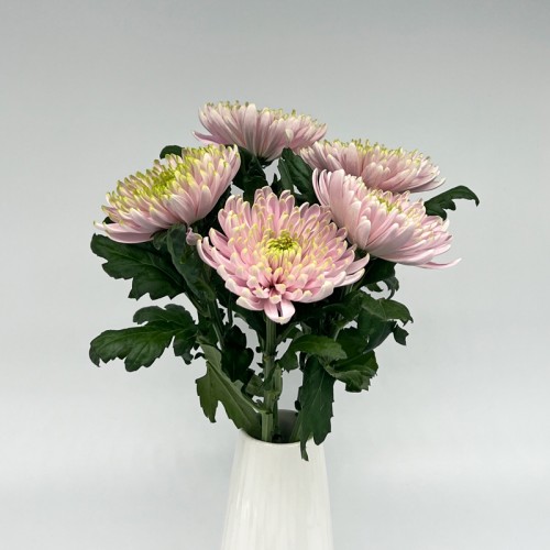 Chrysanthemum Net (Local) - 2 Tone Light Purple Green (12 Stems)