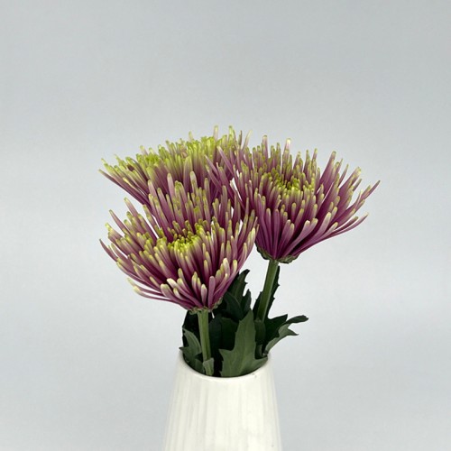 Anastasia / Net Mum (Local) - Chispa Purple (12 Stems)