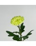 Chrysanthemum Net (Local) - 2 Tone White Green (12 Stems)