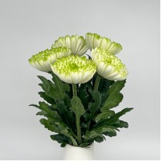 Chrysanthemum Net (Local) - 2 Tone White Green (12 Stems)