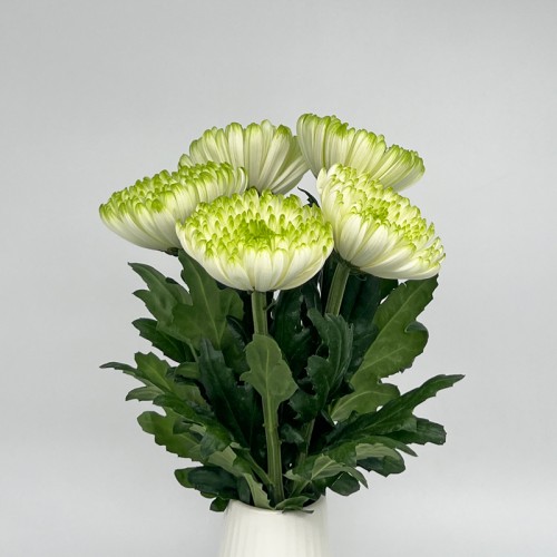 Chrysanthemum Net (Local) - 2 Tone White Green (12 Stems)