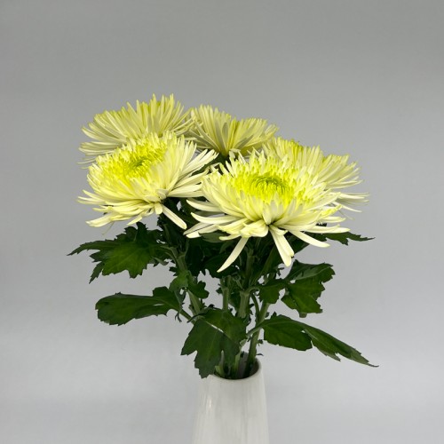 Anastasia / Net Mum (Local) - Light Green (12 Stems)
