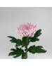 Chrysanthemum Net (Local) - Light Purple (12 Stems)