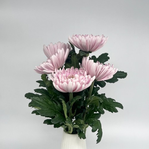 Chrysanthemum Net (Local) - Light Purple (12 Stems)