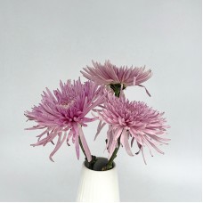Anastasia / Net Mum (Local) - Lilac (12 Stems)