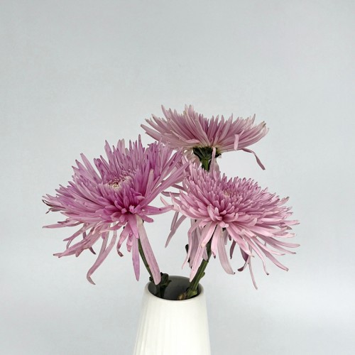 Anastasia / Net Mum (Local) - Lilac (12 Stems)