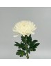 Chrysanthemum Net (Local) - White (12 Stems)