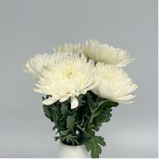 Chrysanthemum Net (Local) - White (12 Stems)