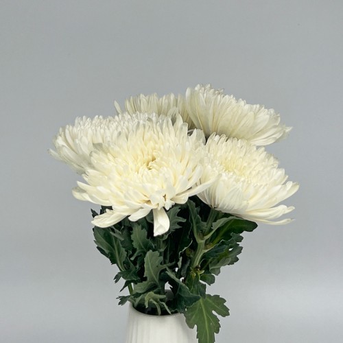Chrysanthemum Net (Local) - White (12 Stems)