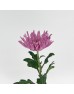 Anastasia / Net Mum (Local) - Purple (12 Stems)