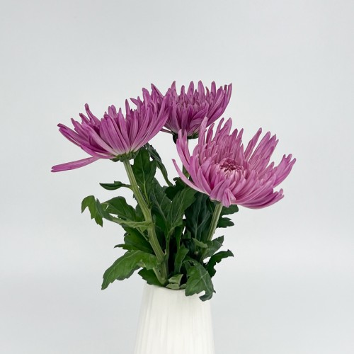 Anastasia / Net Mum (Local) - Purple (12 Stems)