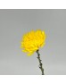 Chrysanthemum Net (Local) - Yellow (12 Stems) Chrysanthemum Net (Local) - Yellow (12 Stems)