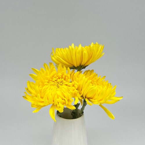 Chrysanthemum Net (Local) - Yellow (12 Stems) Chrysanthemum Net (Local) - Yellow (12 Stems)