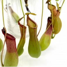 Nepenthes (Imported) - (Per Bundle) Nepenthes (Imported) - (Per Bundle)