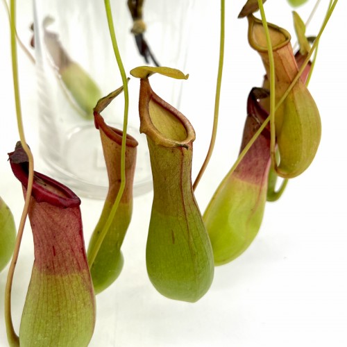 Nepenthes (Imported) - (Per Bundle) Nepenthes (Imported) - (Per Bundle)