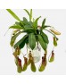 Nepenthes (Imported) - (Per Bundle) Nepenthes (Imported) - (Per Bundle)