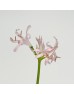 Nerine (Imported) - Light Pink (5 Stems)