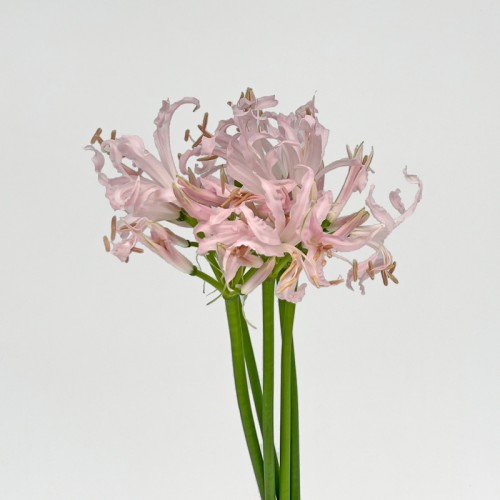 Nerine (Imported) - Light Pink (5 Stems)