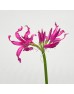 Nerine (Imported) - Purple (5 Stems)