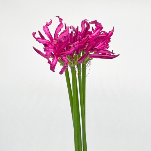 Nerine (Imported) - Purple (5 Stems)