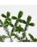 Nobilis Fir (Besson) (Imported) - (2 Stems)