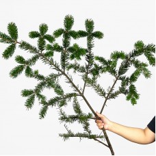 Nobilis Fir (Besson) (Imported) - (2 Stems)