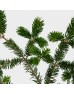 Nobilis Fir (Besson) (Imported) - (2 Stems)
