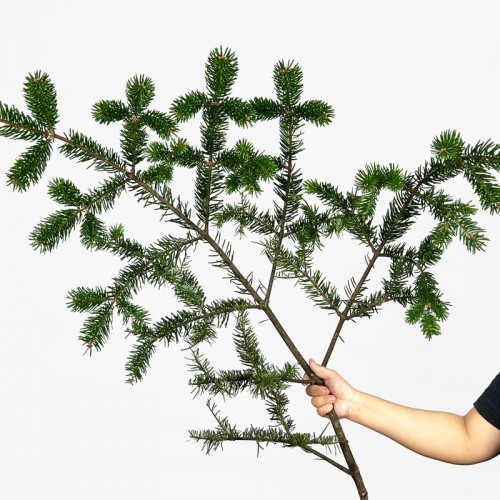 Nobilis Fir (Besson) (Imported) - (2 Stems)