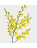 Oncidium (Imported) - Pure Yellow (5 Stems)